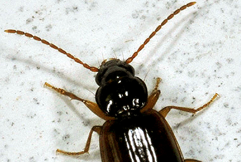 Trechus quadristriatus, Carabidae